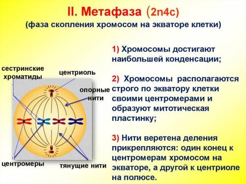 Выберите верные выражения: для метафазы митоза соматической клетки не характерно а) выстраивание хро