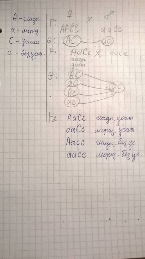 Определить генотипы и фенотипы в f1 и f2 от скрещивания гладкосеменных (а) растений гороха с усиками