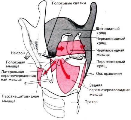 1. как присоединяются голосовые связки спереди и сзади? 2. при полёте с парашюта как изменяется дыха