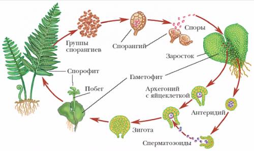 Изобразите половое размножение папоротника в виде схемы