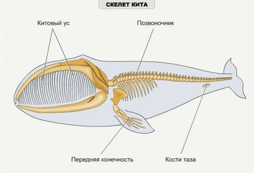 Как выгледит скелет кита ну если есть кости ответ 6