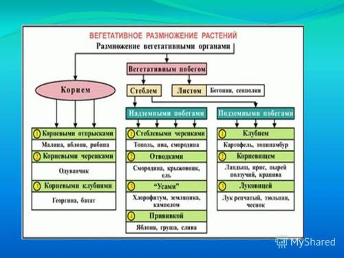 Сделать таблицу.1 размножение ползучими побегами описание примеры растений. 2 корневищами описание п