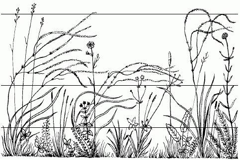 Рассмотри в учебнике на странице 51 рисунок ярусного расположения растений луга сколько ярусов ты на