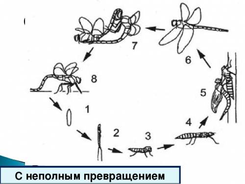 Схема размножения стрекозы (3класс)