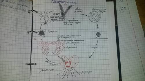 Не могу понять тему 6 класса плауны хвощи и папоротники,их размножение! ! заранее!
