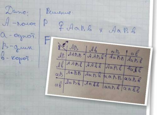 Укошек полосатый хвост (а) доминирует над однотонным, а длинные усы (в) над короткими. скрестили дву