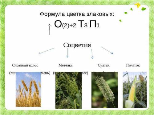 Расскажите и опишите все признаки семейства злаковых (класс, формула и т.д.) 15 !