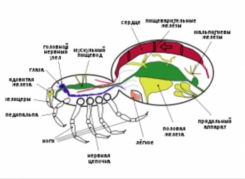 Сердце рака в форме пятиугольного мешка.а как выглядит сердце паука?