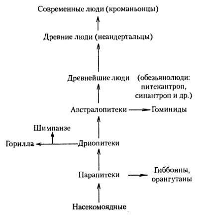 Дайте характеристику основным типам развития человека