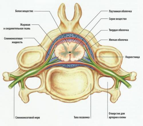 Какое строениеимеет спинной мозг на поперечном разрезе