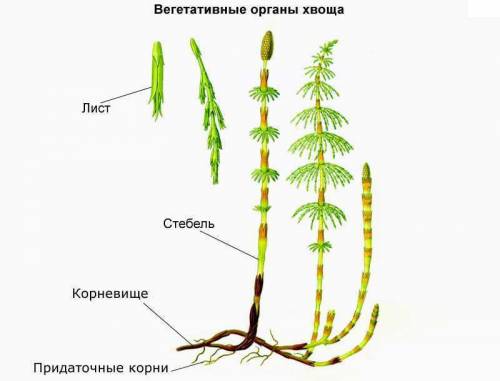 Вегетативні органи : плауна і хвоща .