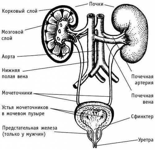 Название органов и частей мочевыделительной системы