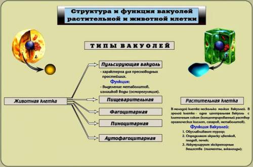 Органоид регулировать давление клеточной жидкости определяя тканей