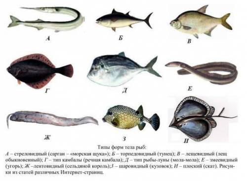 Какое значение имеет форма тела в жизни рыбы? !