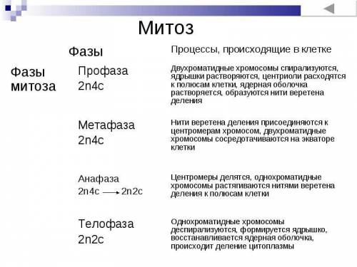 Какие фазы выделяют в процессе митоза ?