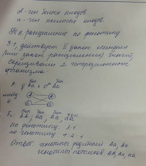 Скрещивание белоплодных тыкв дало 3/4 потомков с белыми и 1/4 - с желтыми . каковы генотипы родителе