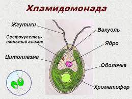 Что является одноклеточной зеленой водоросль?