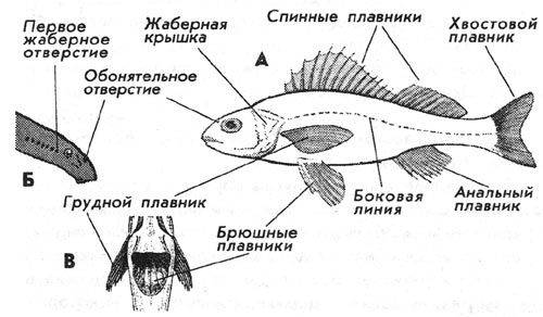 Рассмотрите внешние строение рыбы . описание формы тела и покров.