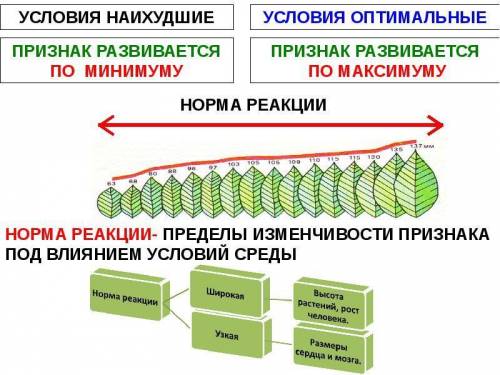 Что такое норма реакции? от чего зависит ее