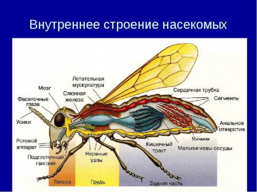 Внешнее и внутреннее строение насекомых.