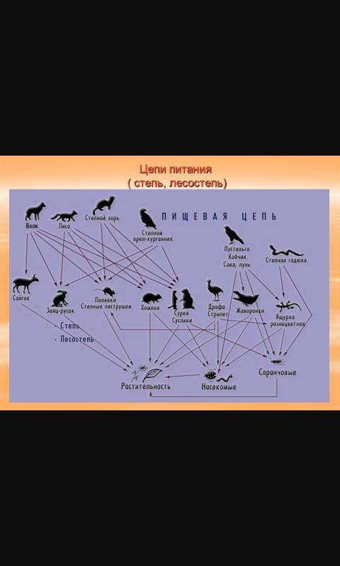 Составь цепь питания в зоне лесостепи. (*-*)