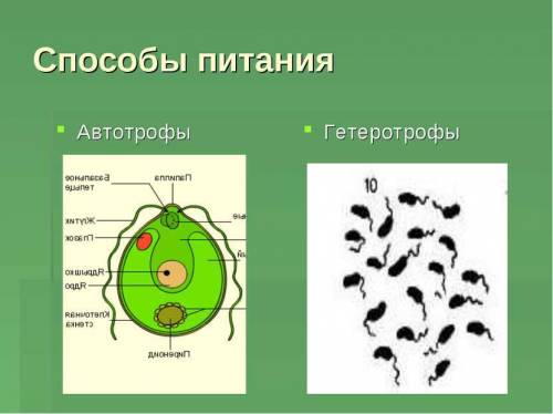 На каком рисунке изображен гетеротрофный организм?