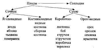 Укажите плод который относится к многосемянным