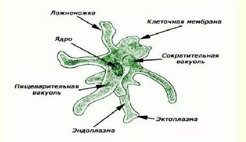 Каких животных объединяют в группу корненожки? составьте план ответа об особенностях амёбы. заранее