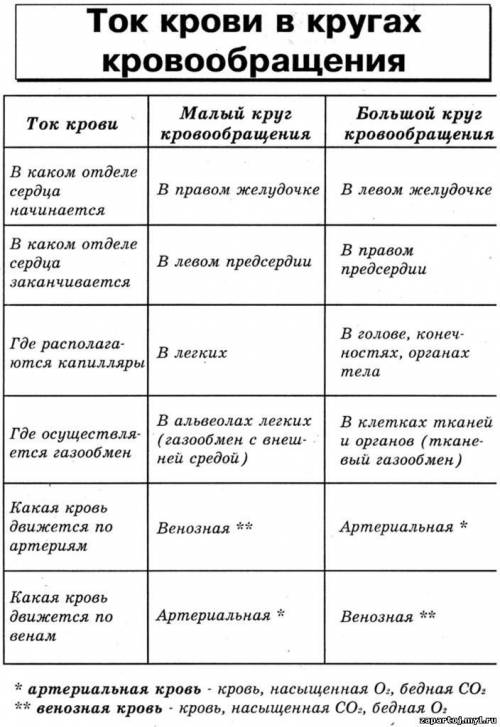 Таблица по биологии на тему кровообращения