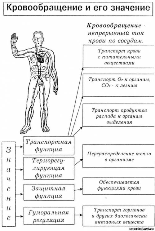 Таблица по биологии на тему кровообращения