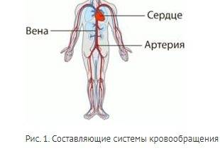 Сообщение на тему кровеносная система человека (для 3 класса)