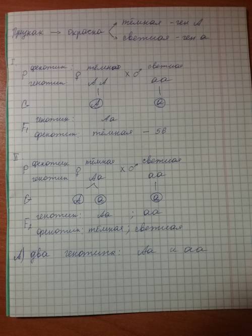 Укукурузы темная окраска доминирует над светлой. темный гомозиготный сорт скрестили со светлым сорто