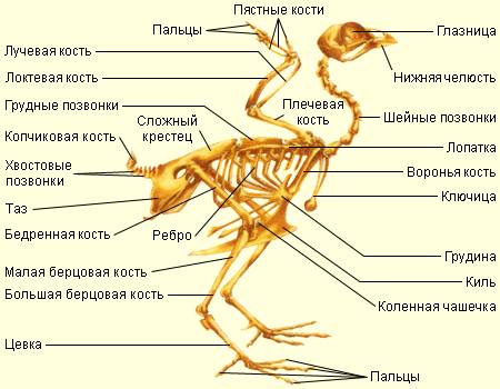 Класс птицы.внешнее строение и скелет