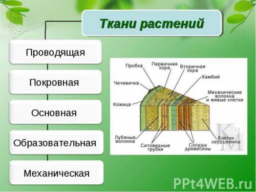 6класс. высшие растения имеют 5 видов тканей. что это за ткани?