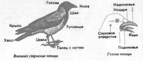 Выполните лабораторную работу внешнее строение птицы. нужно сегодня.