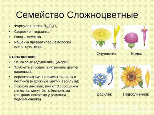 Почему соцветие таких растений семейства сложноцветных как одуванчик астра василек ромашка на взгляд