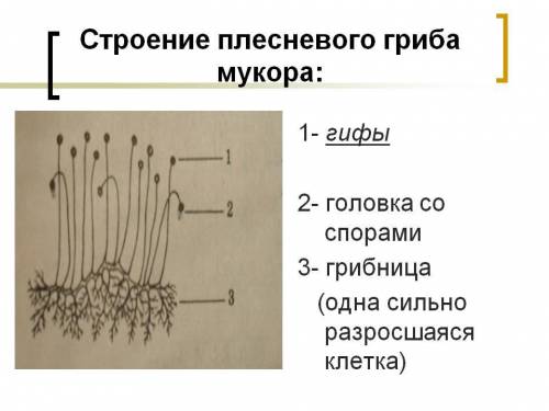 Строение плесневого гриба ! много умоляю найдите в интернете ну