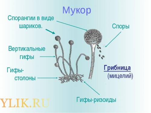 Строение плесневого гриба ! много умоляю найдите в интернете ну