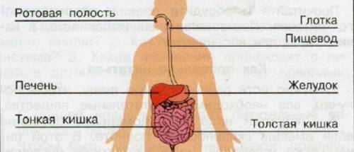 Какую функцию выполняет желудок? к какой системе органов он относится?