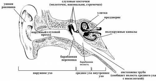 Схемы анализаторов слуховой и обонятельной