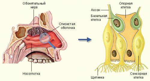 Схемы анализаторов слуховой и обонятельной