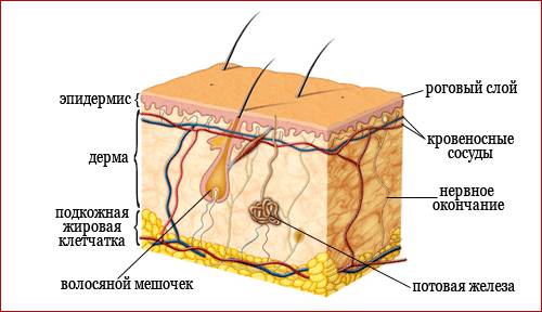 Особенности строения и функции дермы