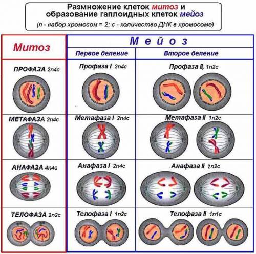 Какое количество хромосом используеться при делении метозом и мейозом?