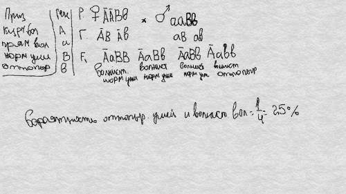 Учеловека ген курчавых волос (а) не полностью доминирует над геном прямых волос, а оттопыренные уши