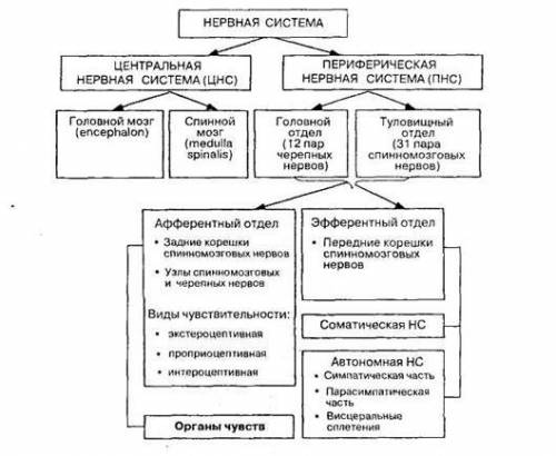 Общий обзор нервной системы человека