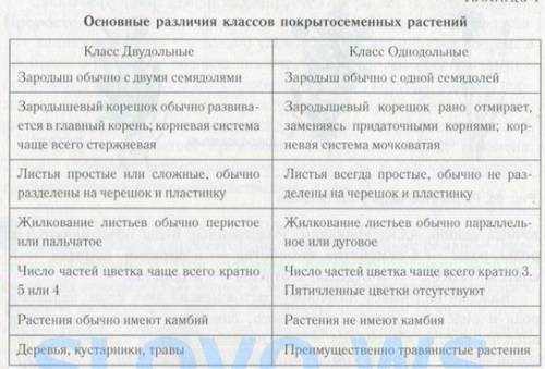 Тема отличительные признаки двудольных и однодольных растений вопросы количество семядолей где наход