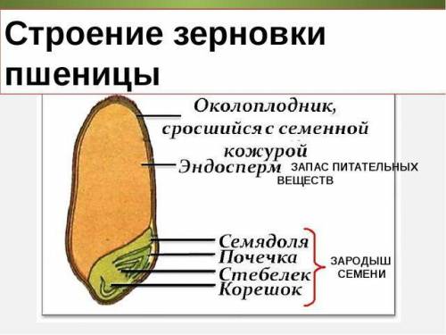 Вчем отличие семени однодольного растения от семени двудольного растения?