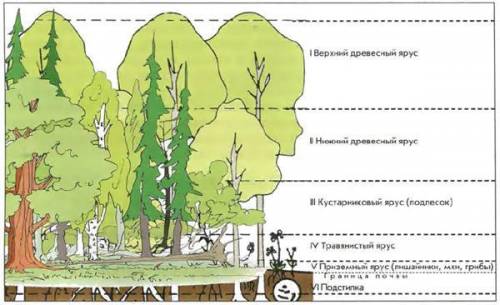 Изучите представленные в учебнике фитоценозы опишите один из них. расположите составляющие его расте