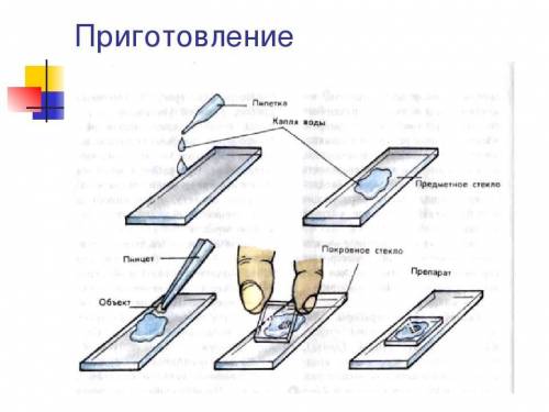 Устройство микроскопа приготовления микропрепарата