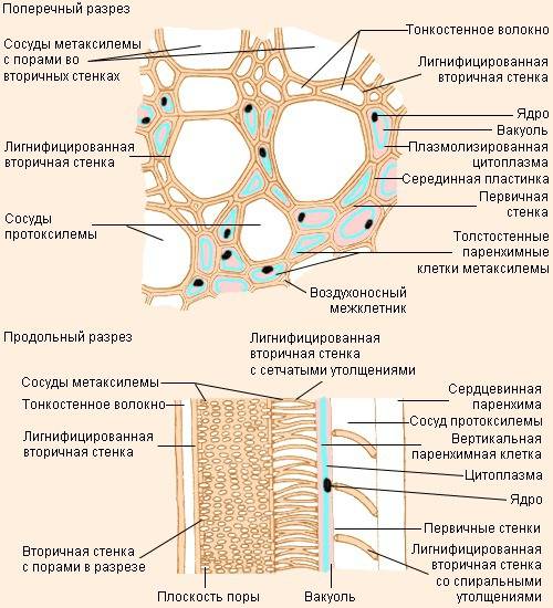 По чем передвигается вода и минеральные соли в стебле растения